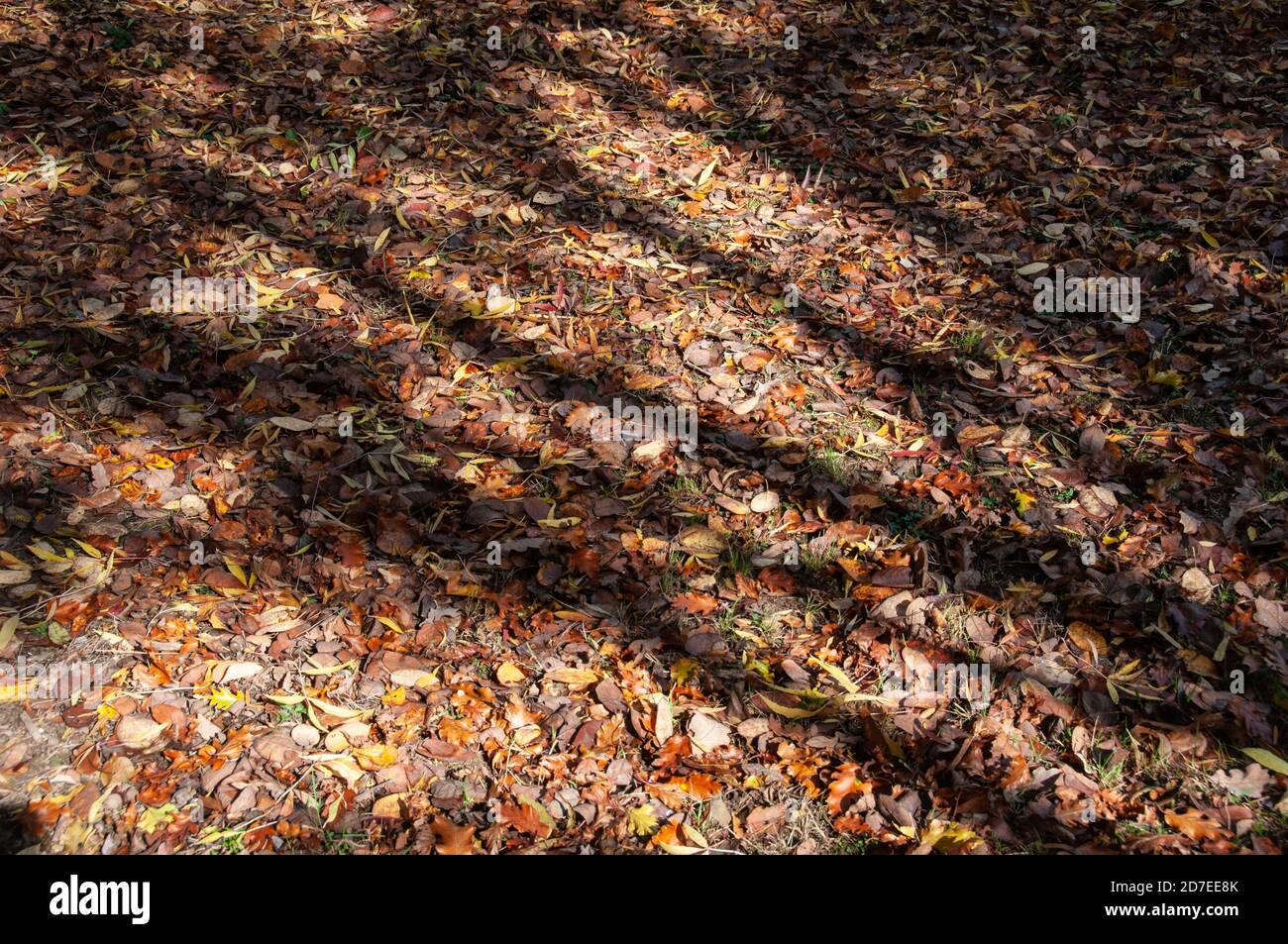 Autour du Royaume-Uni - couleurs d'automne à Bodenham Arboretum, Worcestershire Banque D'Images