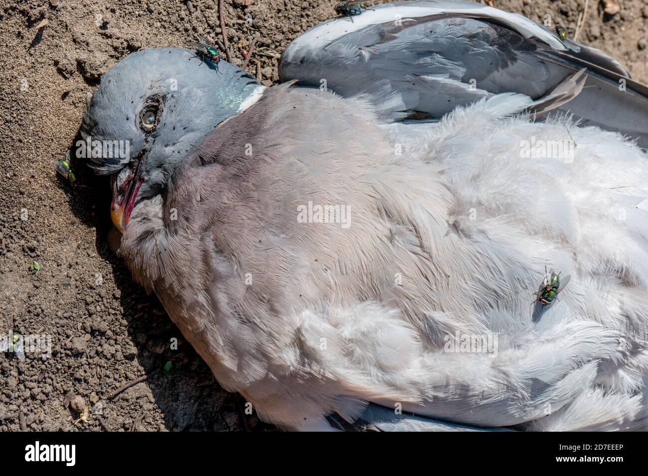 Un oiseau de pigeon en bois mort sur le sol avec des mouches et fourmis Banque D'Images