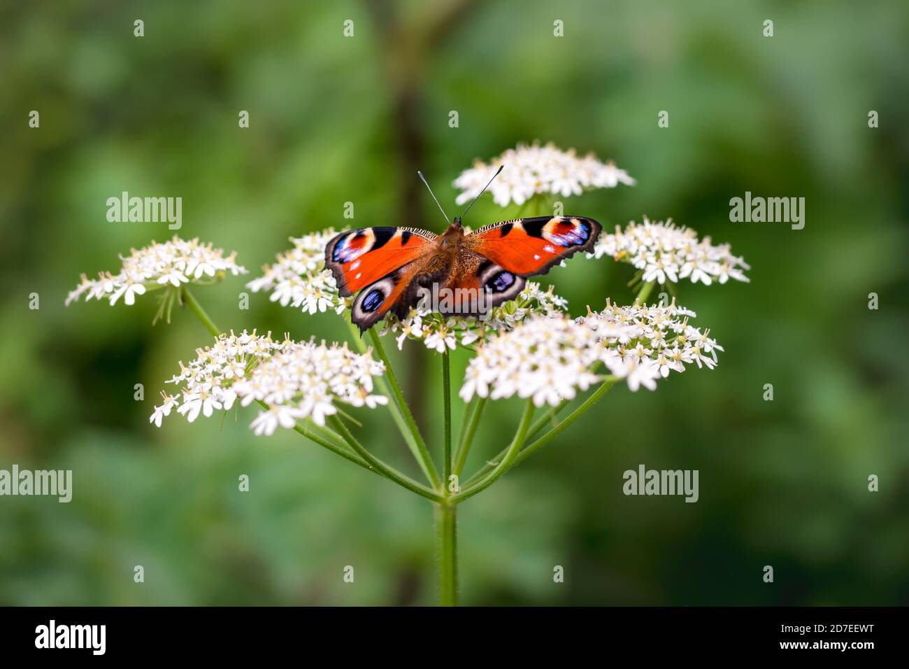 Un Peacock rouge vif se reposant sur des fleurs blanches Banque D'Images