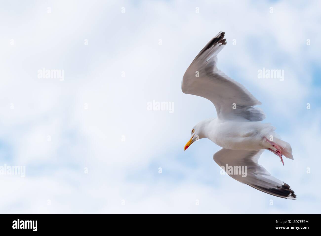 Un mouette de hareng adulte en vol avec espace blanc Banque D'Images