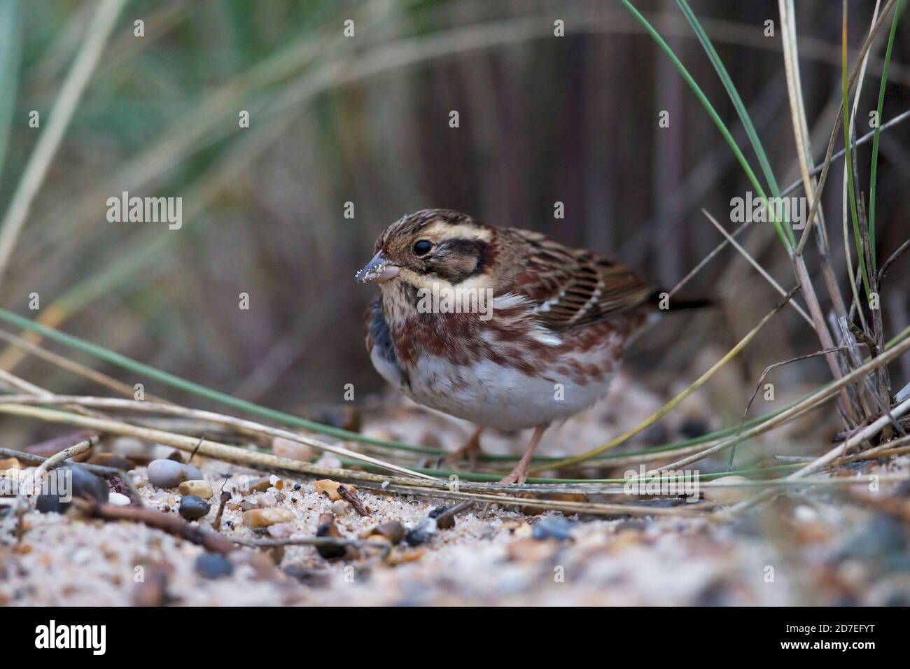 Banderole rustique (Emberiza rustica) Banque D'Images