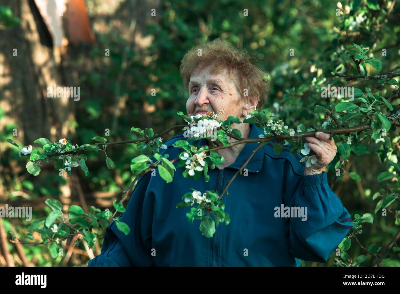 Une vieille femme dans le parc et sentant les fleurs de la pomme. Banque D'Images