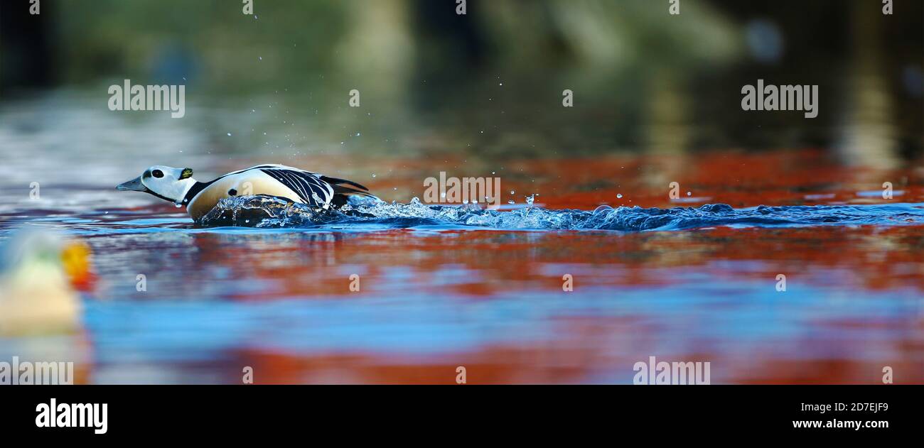 L'eider de Steller (Polysticta stelleri) se précipitant sur l'eau pour chasser un rival. Côte nord de la Norvège. Banque D'Images