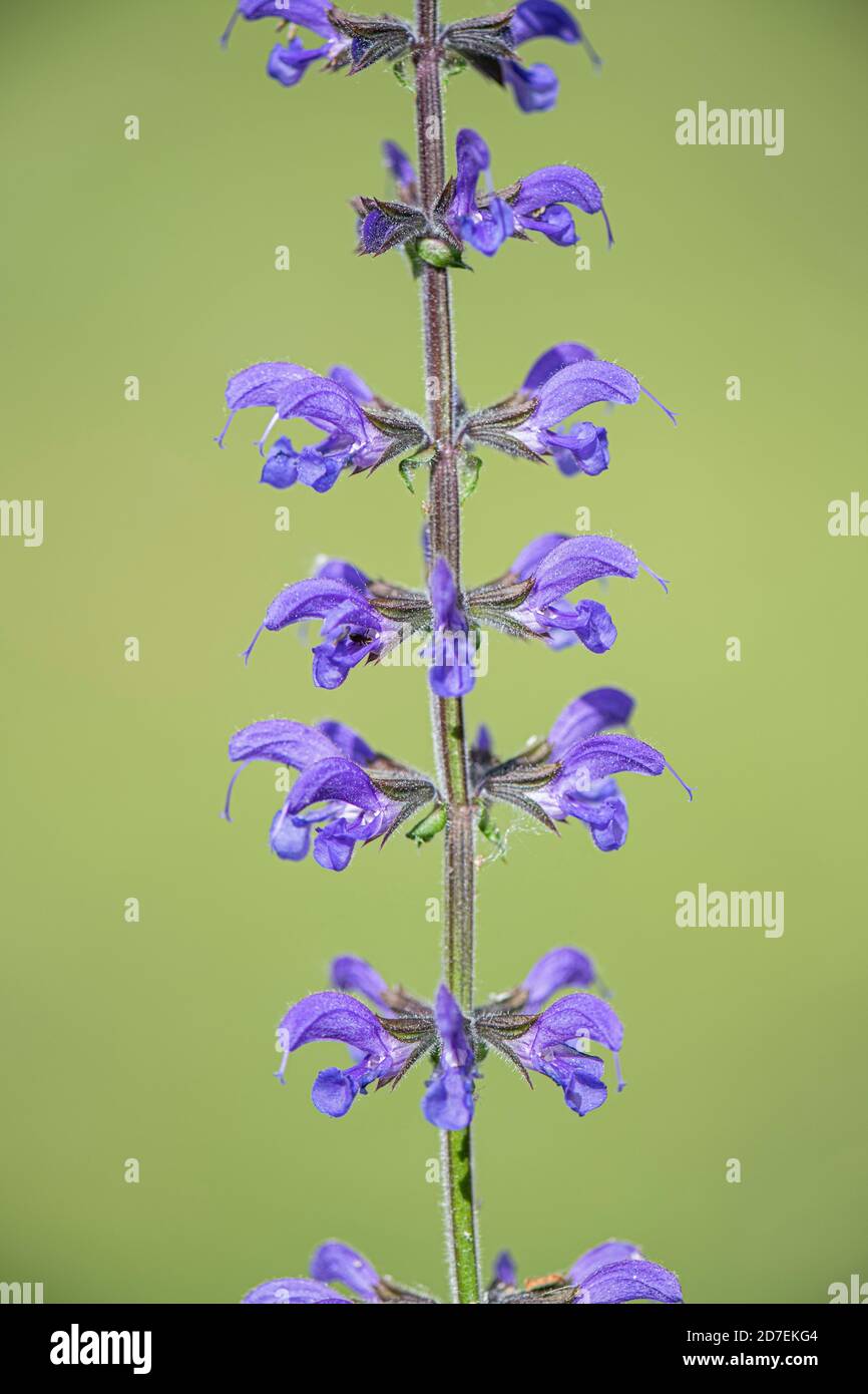 Clary de prairie: Salvia pratensis. Banque D'Images