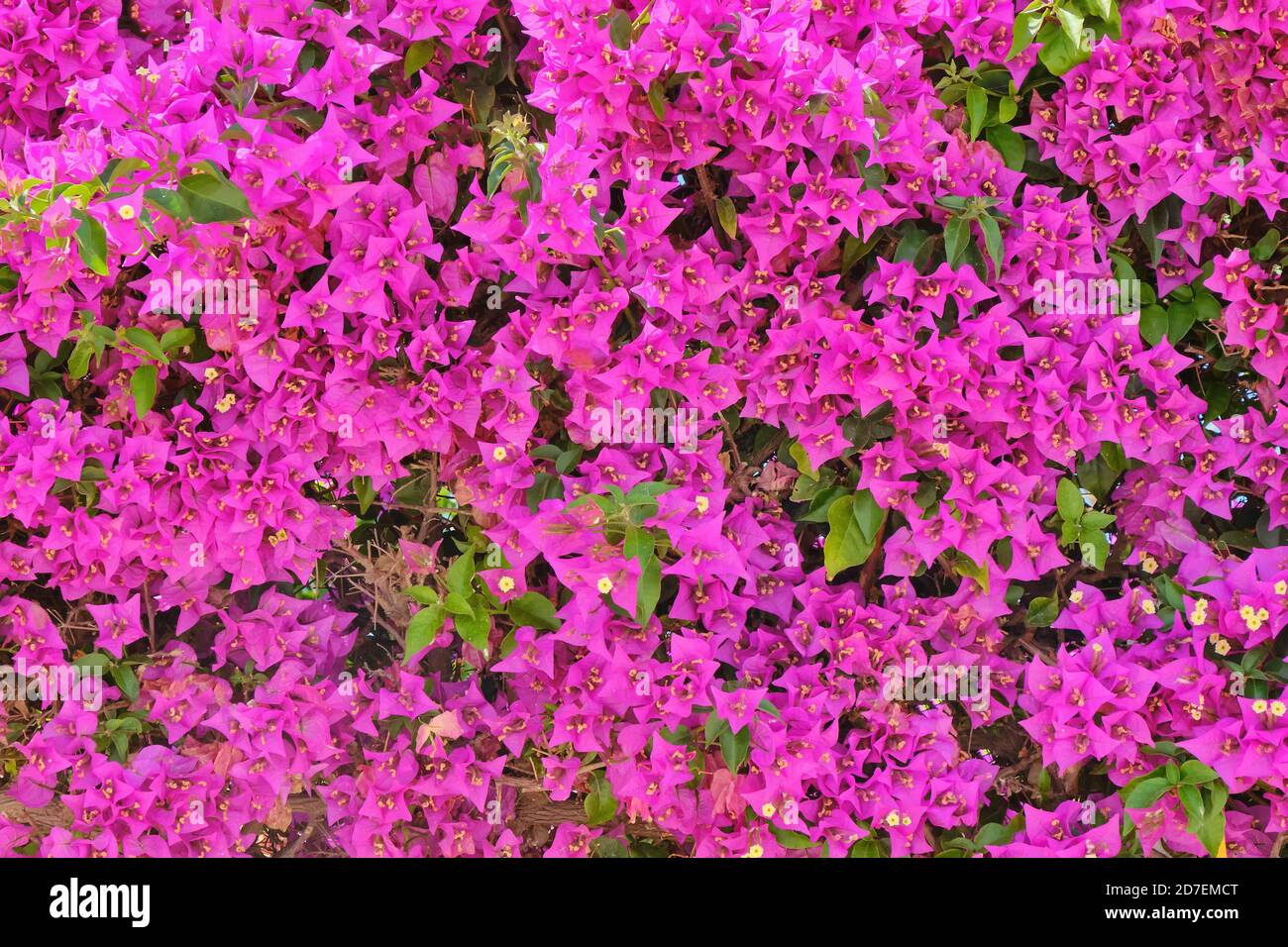 Arrière-plan de mur de fleurs violettes. Texture de bougainvilliers de fleur  violette Photo Stock - Alamy