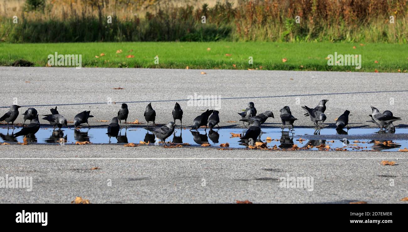 Troupeau de Jackdaw européen, Corvus monedula, oiseaux ayant une boisson près d'une flaque d'eau de pluie sur une cour d'asphalte. Banque D'Images