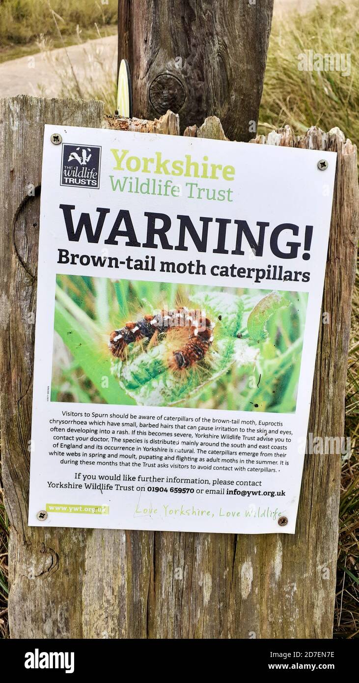 Un panneau sur Brown Tail Moths à la pointe de la queue, Yorkshire, Royaume-Uni. Banque D'Images