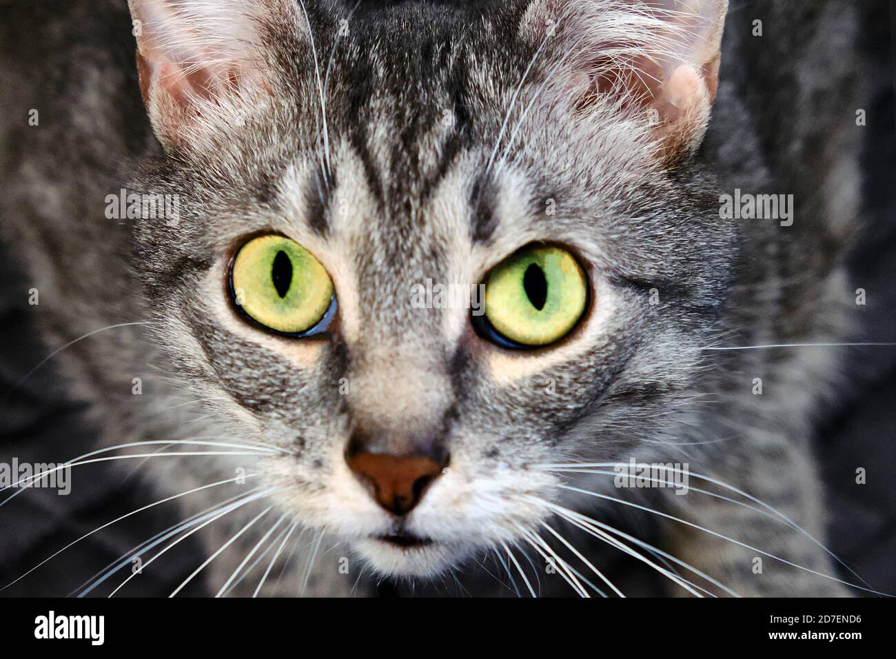 Cat vous regarde dans les yeux avec une question stupide. Demandez un animal de compagnie dans les grands yeux verts. Un chat affamé qui demande de la nourriture chez les humains. Le chat sans domicile demande à choisir Banque D'Images
