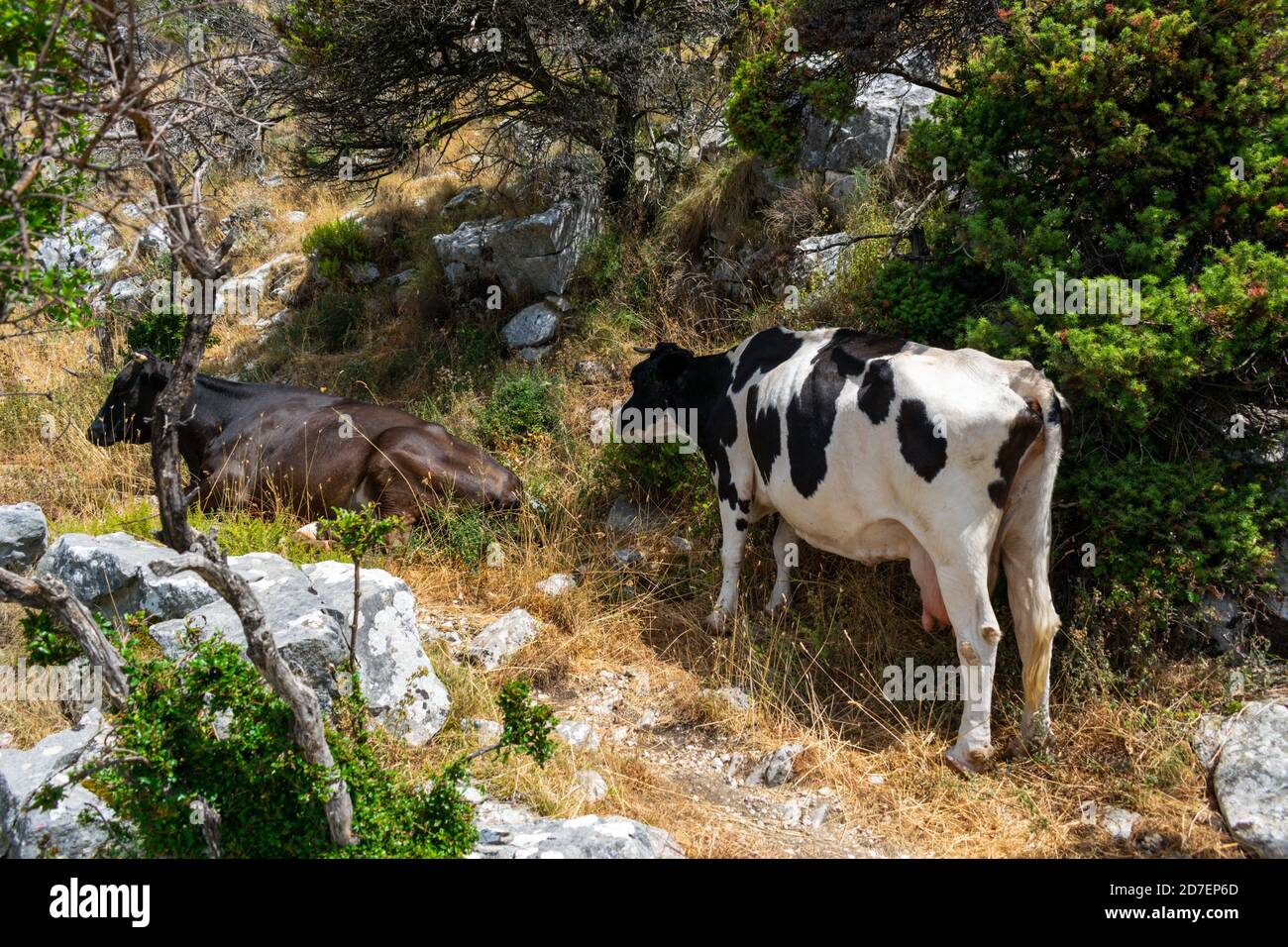Paysage avec une vache debout et un autre couché dans la nature Banque D'Images