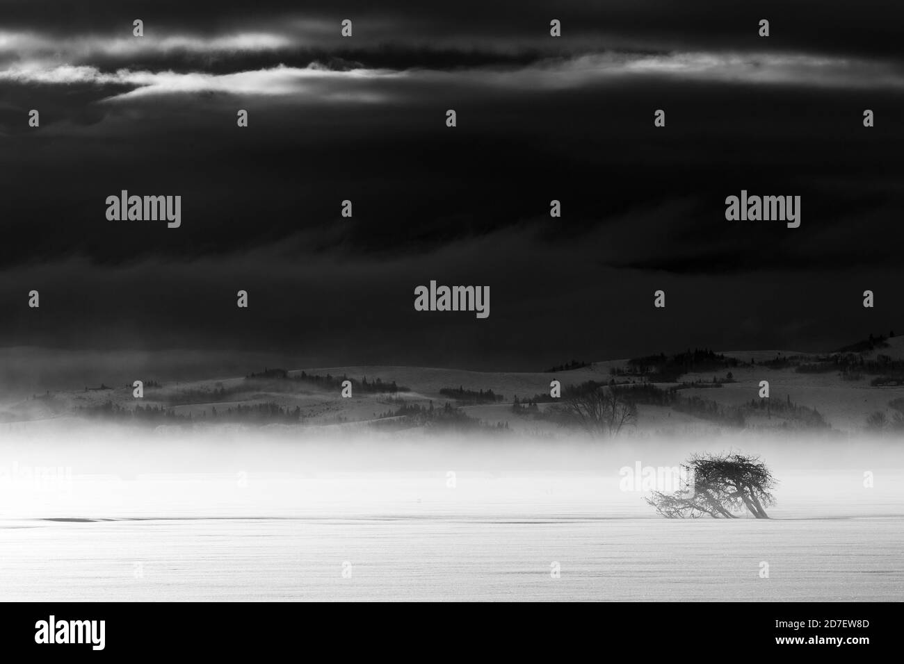 Un petit arbre qui s'élève au-dessus de la neige sous une tempête d'hiver avec de puissants vents. Teton Village, Wyoming Banque D'Images