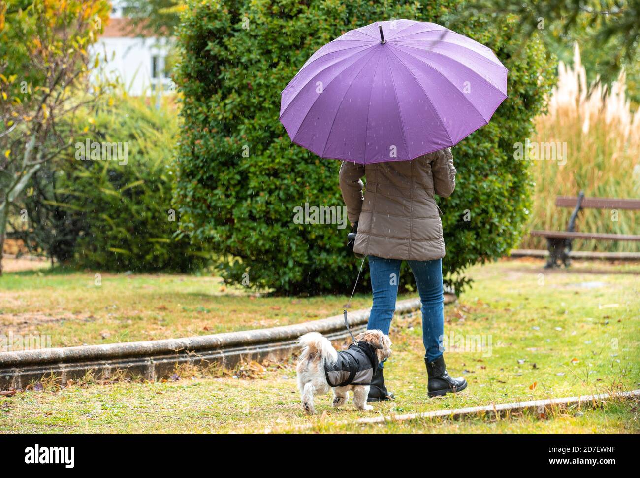 Femme avec chien sous la pluie Banque de photographies et d’images à haute résolution Alamy