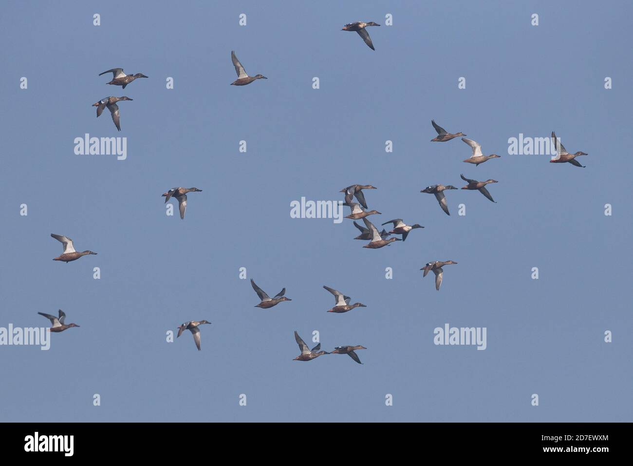 Canard souchet (Anas clypeata) Banque D'Images