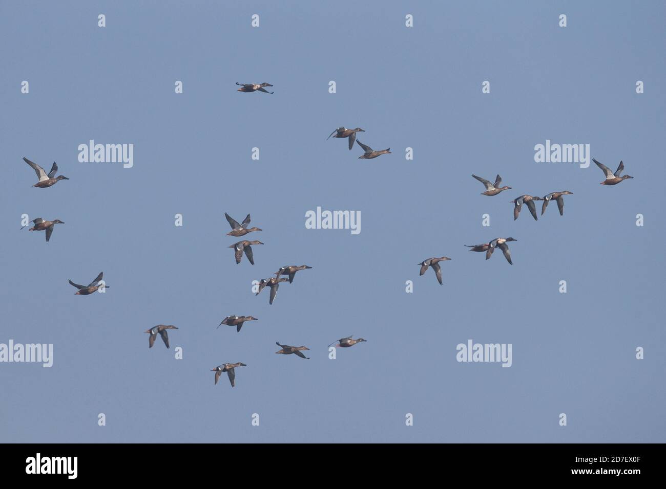 Canard souchet (Anas clypeata) Banque D'Images