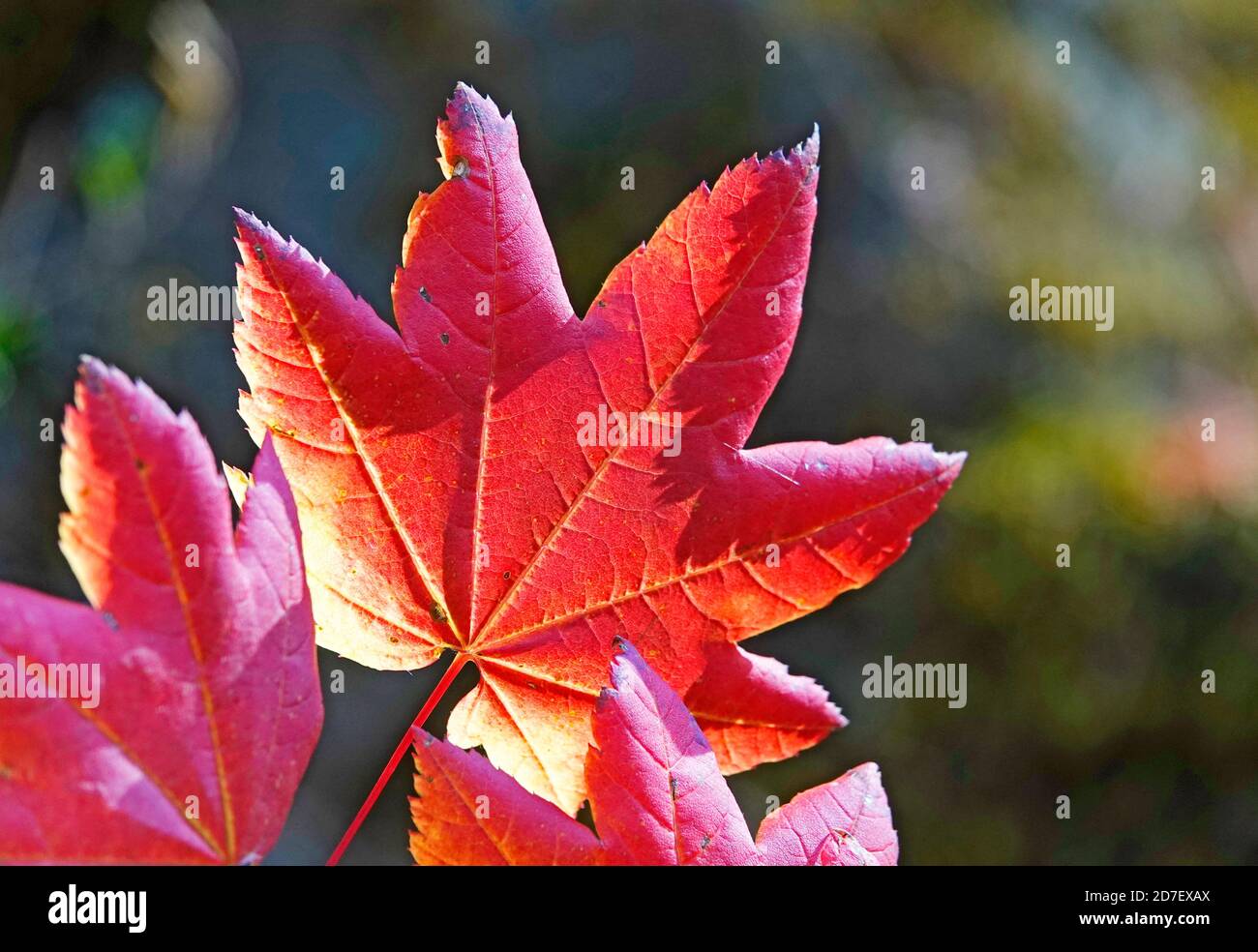 La feuille d'un érable de vigne qui se transforme en or et en rouge en octobre dans les montagnes Cascade du centre de l'Oregon. Banque D'Images