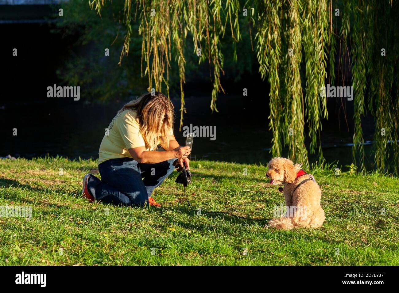 Une femme blonde s'agenouille sur une prairie d'herbe sous un chute de saule arbre pour prendre un portrait de son Chien terrier brun avec son téléphone.chien assis et Banque D'Images