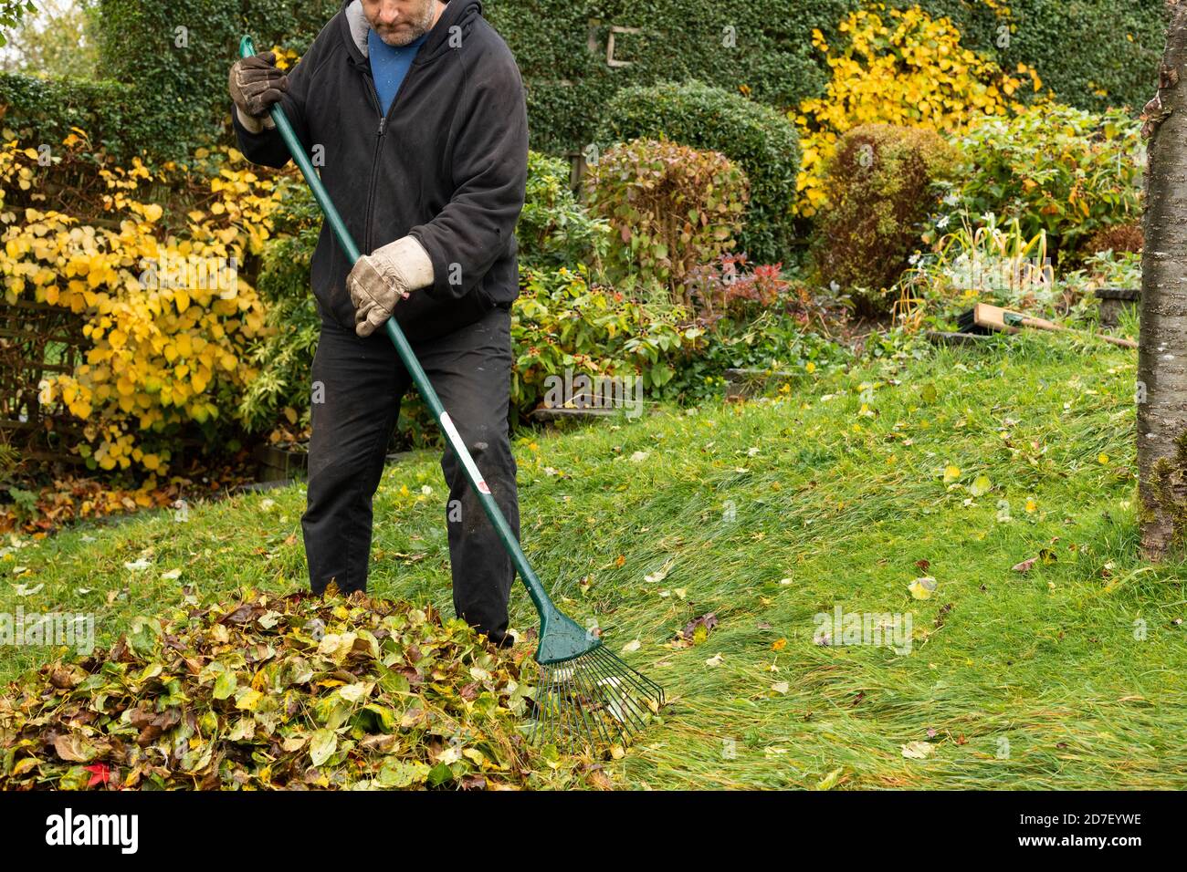 Automne : un homme ramasse des feuilles mortes dans son jardin, Oldham, Royaume-Uni Banque D'Images