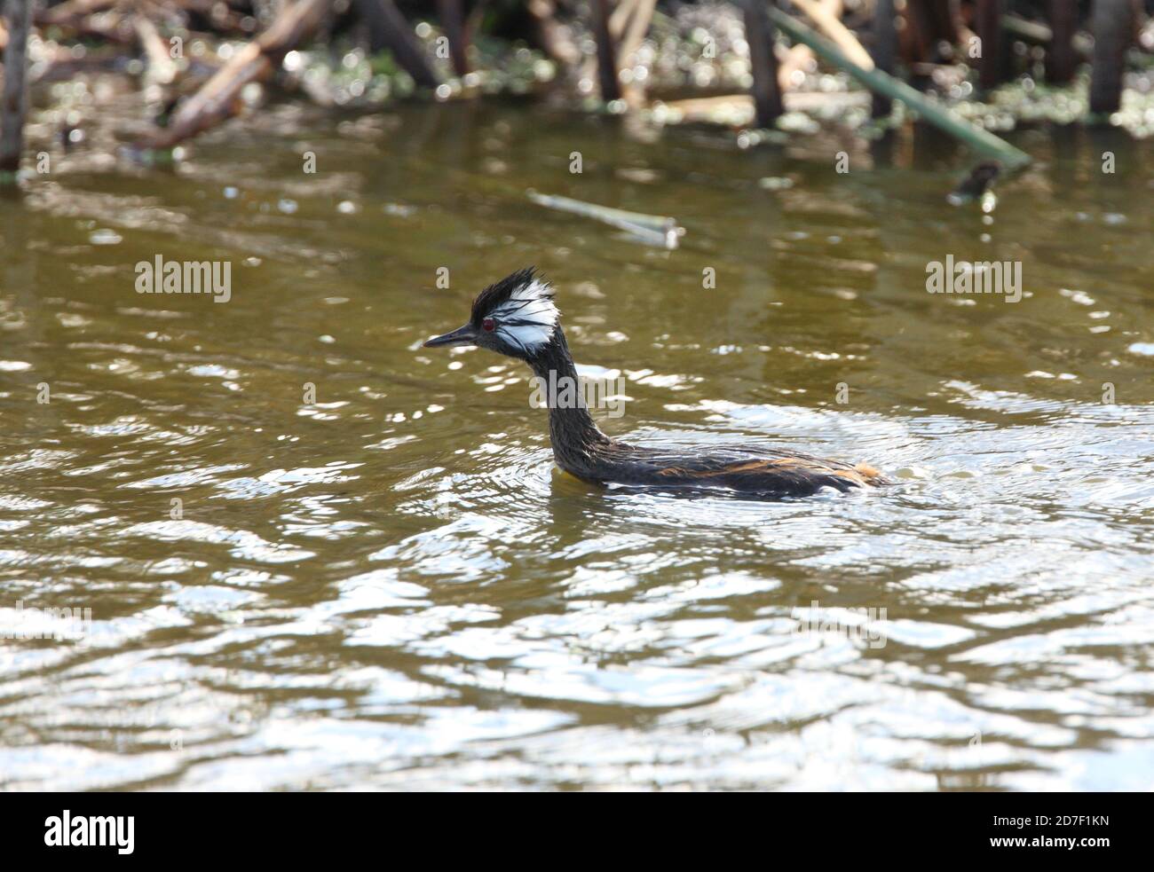 Grebe touffeté blanc (Podiceps rolland) adulte nageant sur le lagon de Pampas province de Buenos Aires, Argentine Janvier Banque D'Images