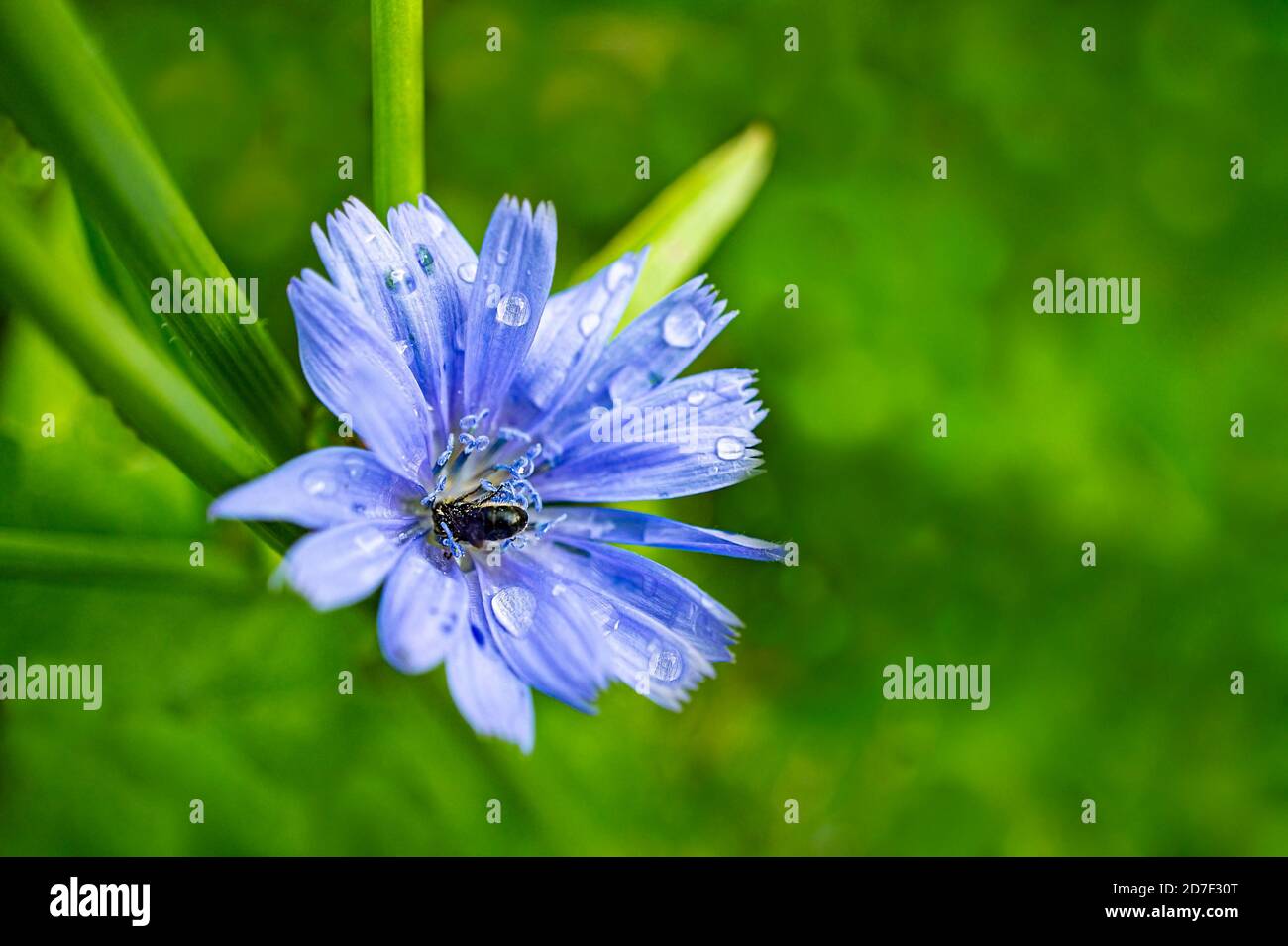 Fleur de chicorée gros plan en gouttes de pluie avec une abeille sur un fond naturel vert flou. Copier l'espace Banque D'Images