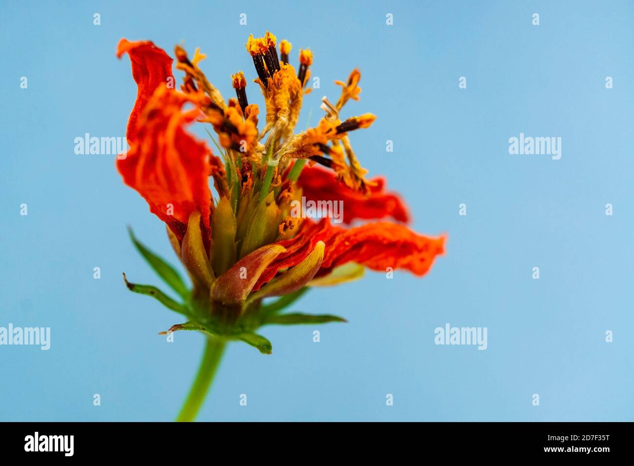 Fleur sèche orange gros plan avec étamines jaunes sur fond bleu. Copier l'espace. Mise au point sélective. Fleur séchée en automne. Affiche. Design minimaliste Banque D'Images