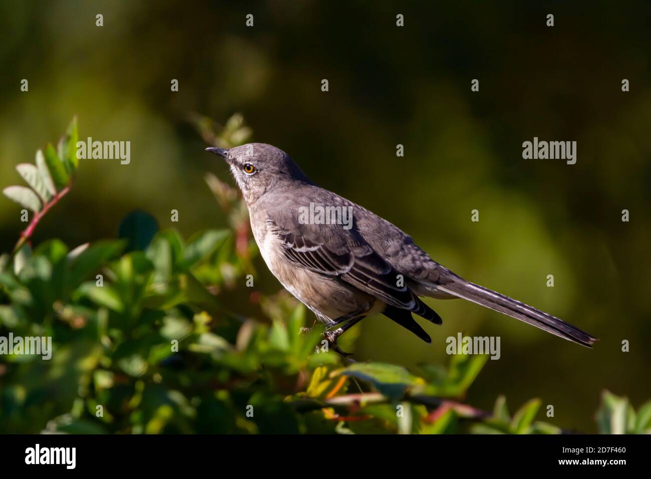 Gros plan image isolée d'un oiseau mockingbird du nord (Mimus polyglottos) perçant sur une branche d'arbre. Cet oiseau gris à ventre blanc est originaire de North Amer Banque D'Images
