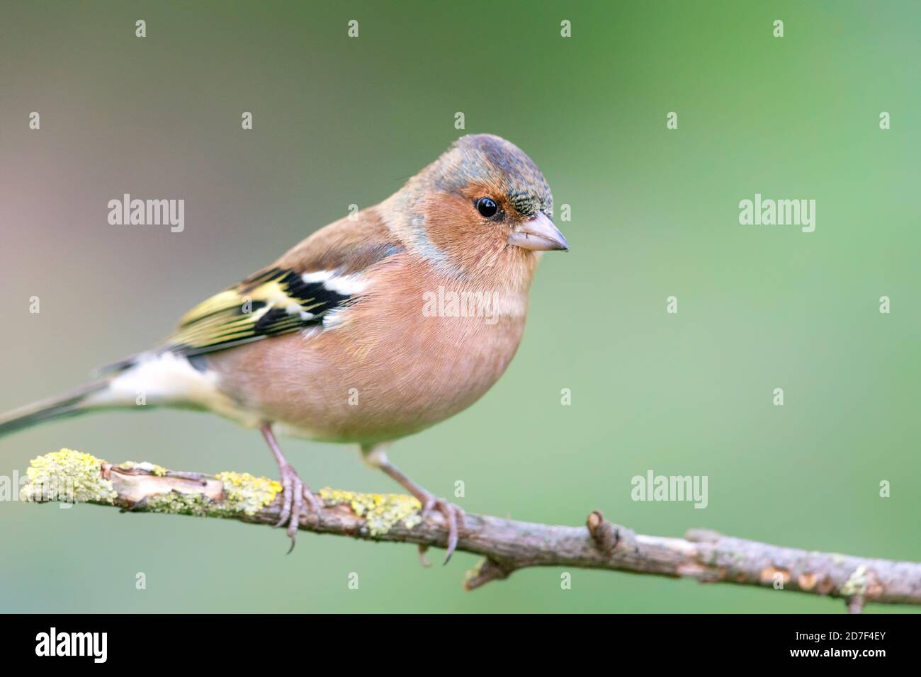 Chaffinch (Fringilla coelebs) assis sur une branche en automne. Banque D'Images