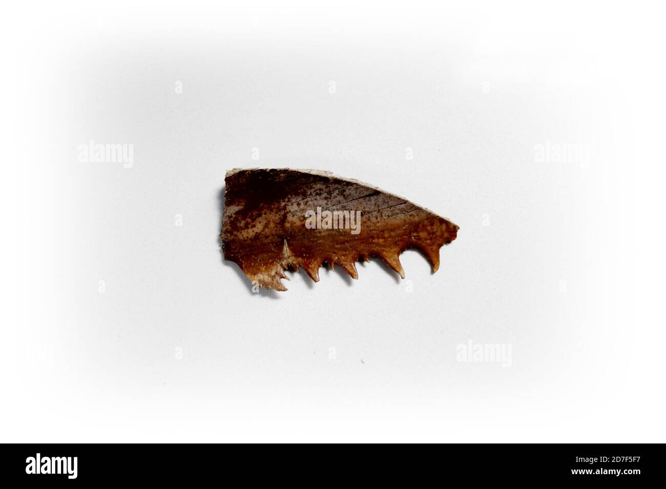 ce morceau d'écorce de palmier ressemble à un animal mâchoire à dents pointues dentelées Banque D'Images