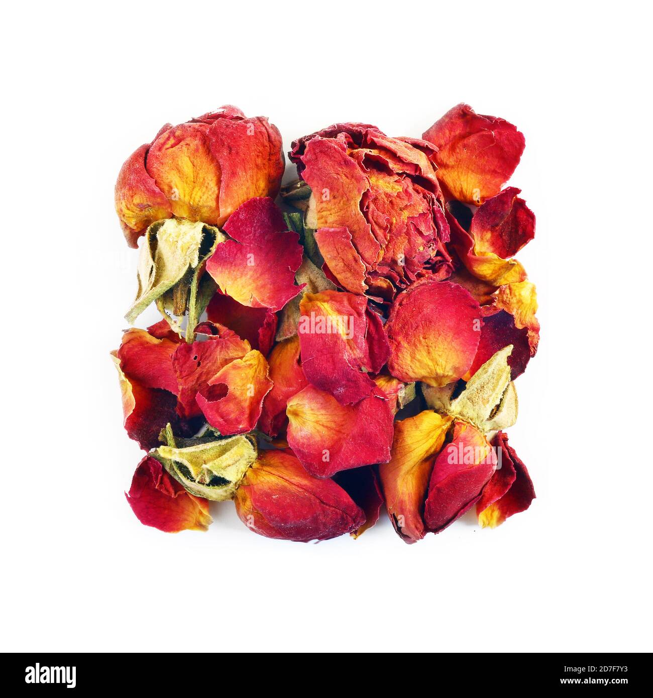 Rosebuds en composition carrée Banque D'Images