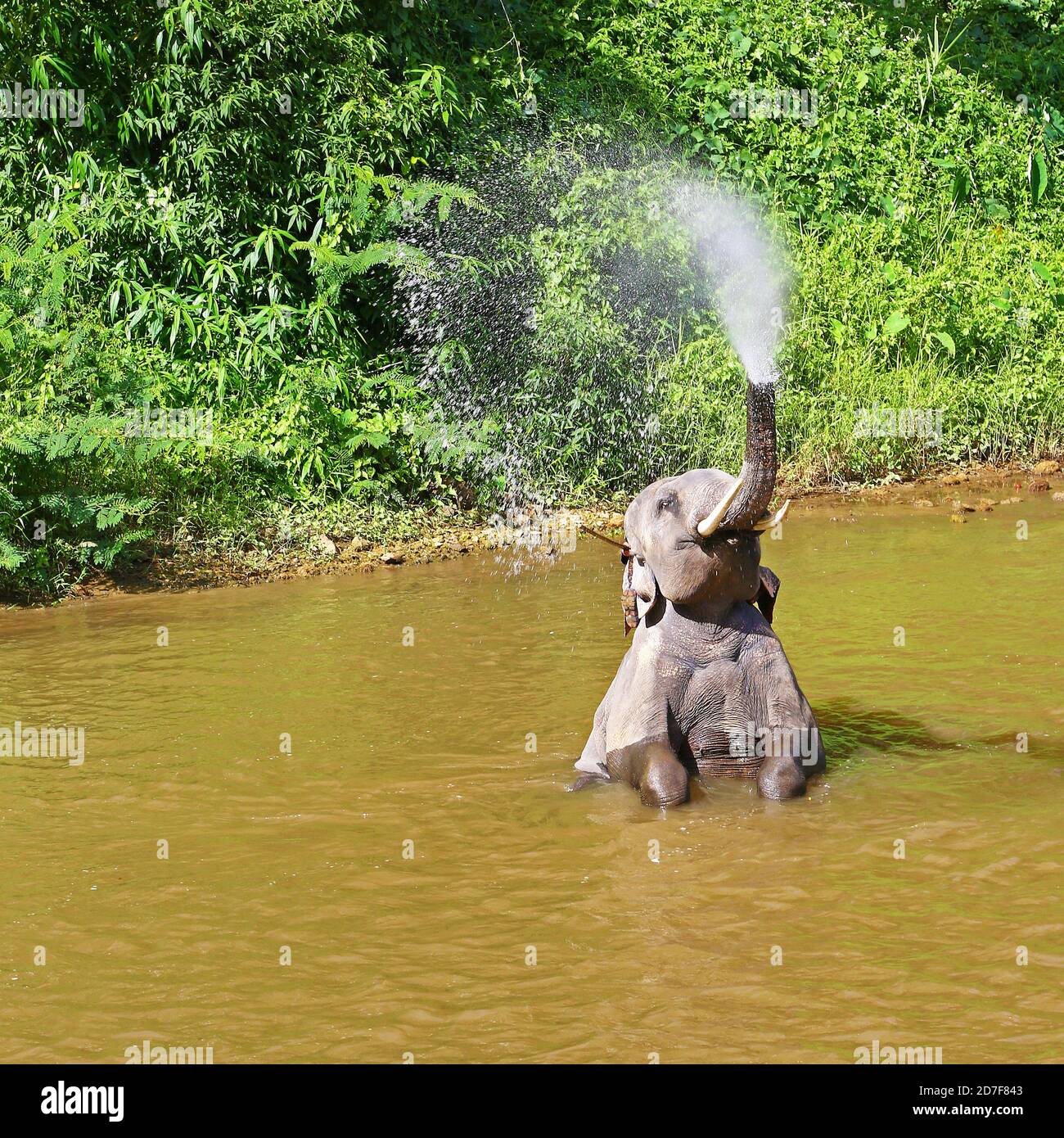 Éléphant asiatique jouant dans une rivière de Thaïlande Banque D'Images