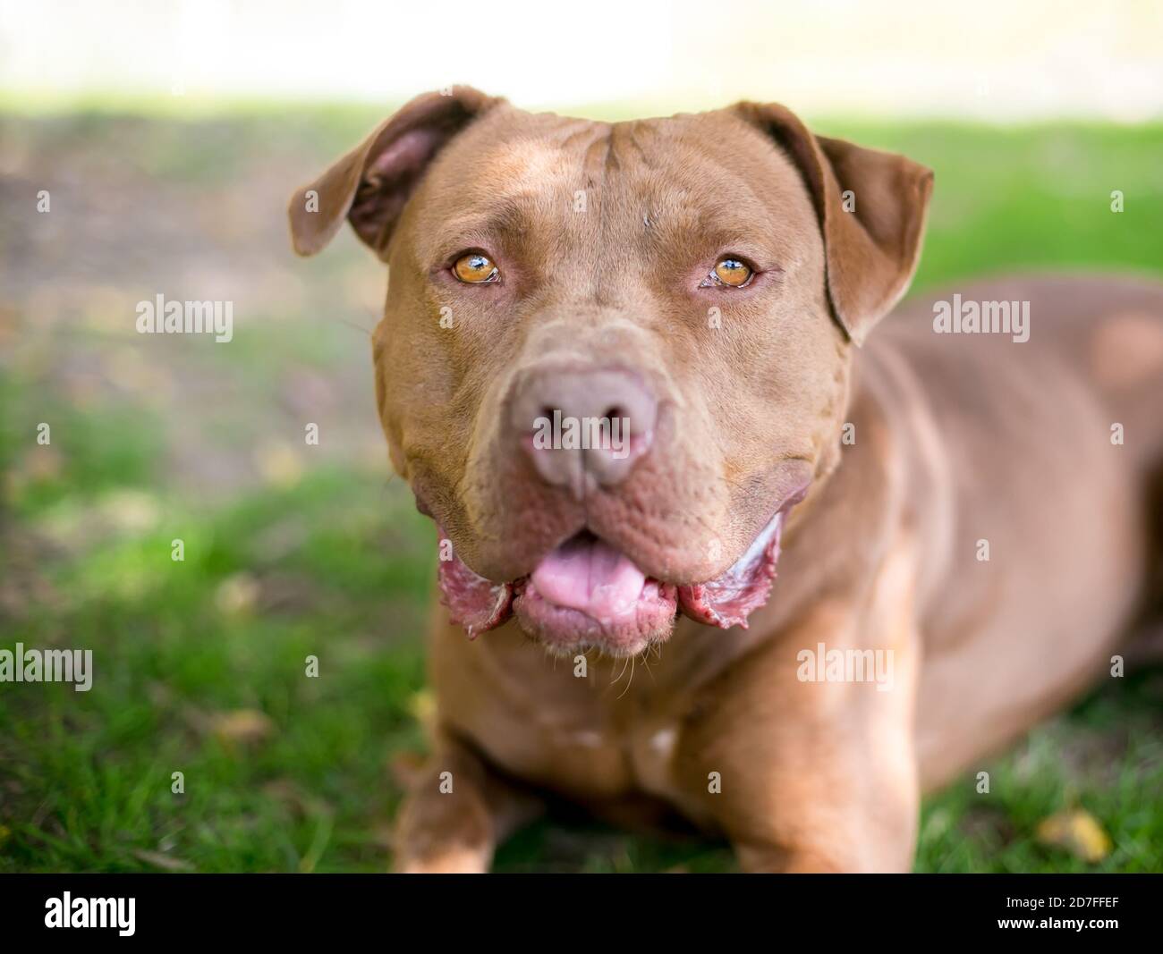 Un chien de race mixte de Mastiff brun couché dans le pelouse à l'extérieur Banque D'Images