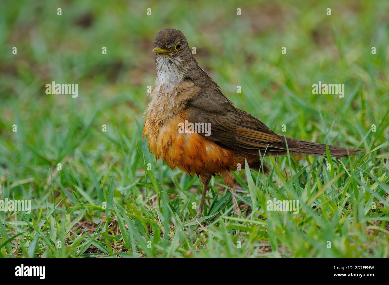 Solitaire brun rufous (Cichlopsis leucogenys), Araras Lodge, Mato Grosso, Brazi Banque D'Images