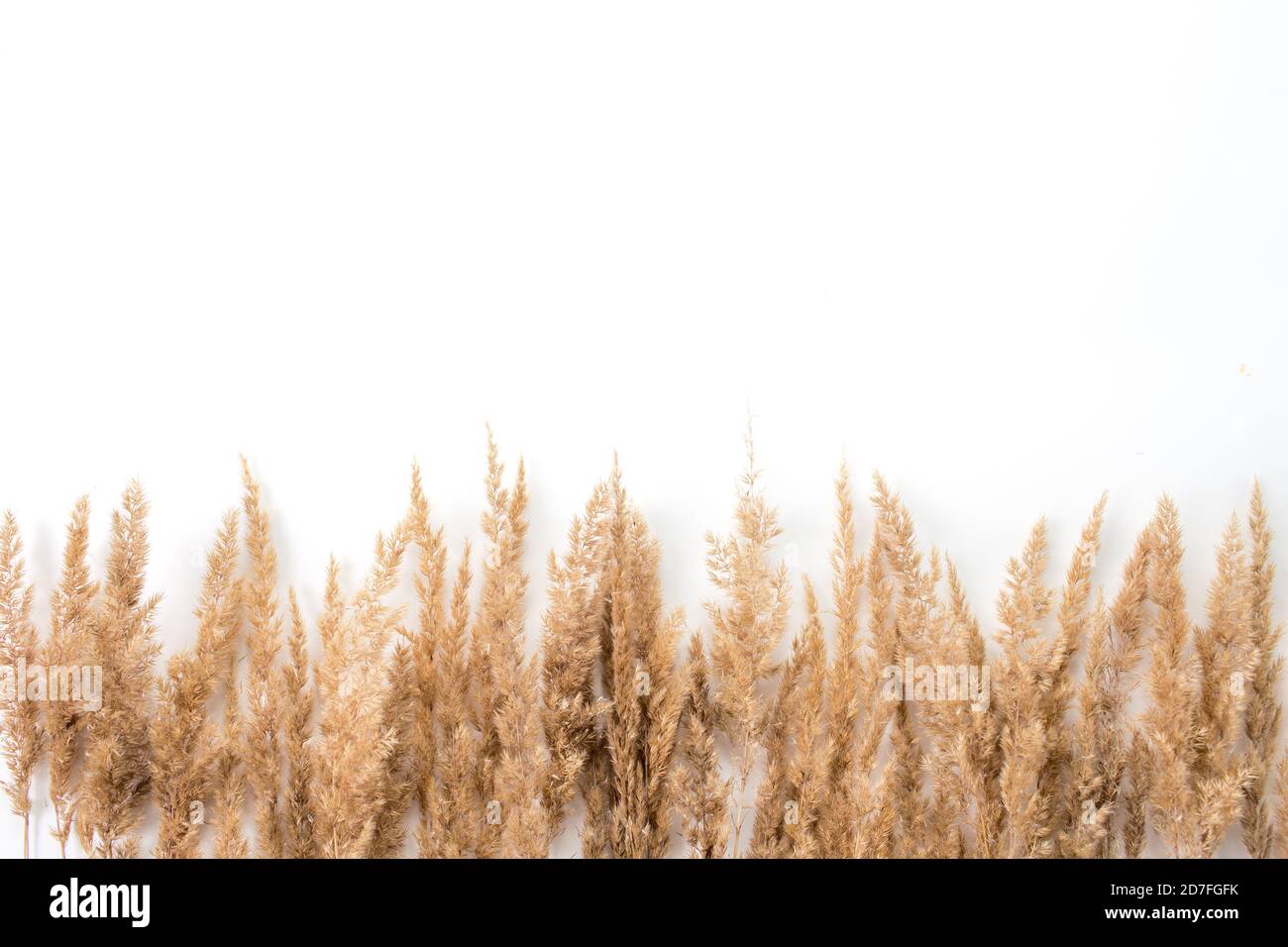 fleur séchée sur un blanc de fleurs de roseau séchée au fond sur un vue de dessus d'arrière-plan blanche Banque D'Images