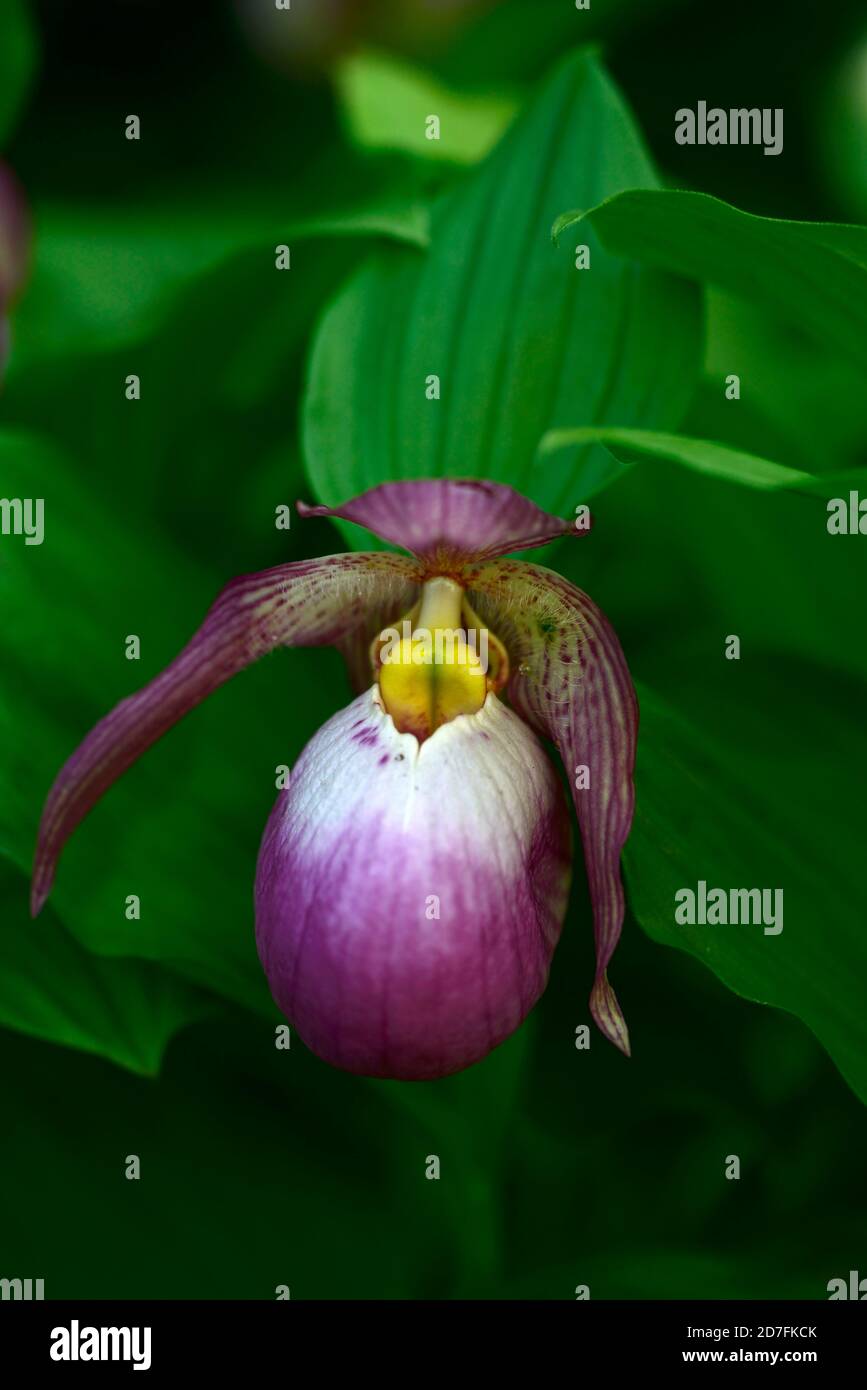 Cypripedium Sabine,Cypripedium fasciolatum x matranthos,CYP,orchidée durcis,Ladyslipper,orchidée,orchidées,fleur,fleur,fleur,violet,blanc,bicolore,slipp Banque D'Images