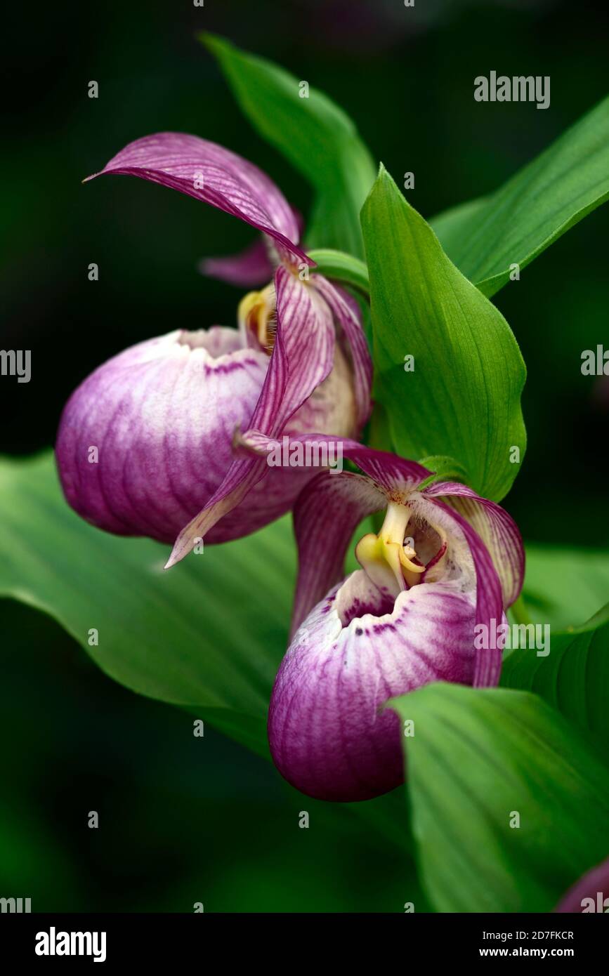 Cypripedium Sabine,Cypripedium fasciolatum x matranthos,CYP,orchidée durcis,Ladyslipper,orchidée,orchidées,fleur,fleur,fleur,violet,blanc,bicolore,slipp Banque D'Images