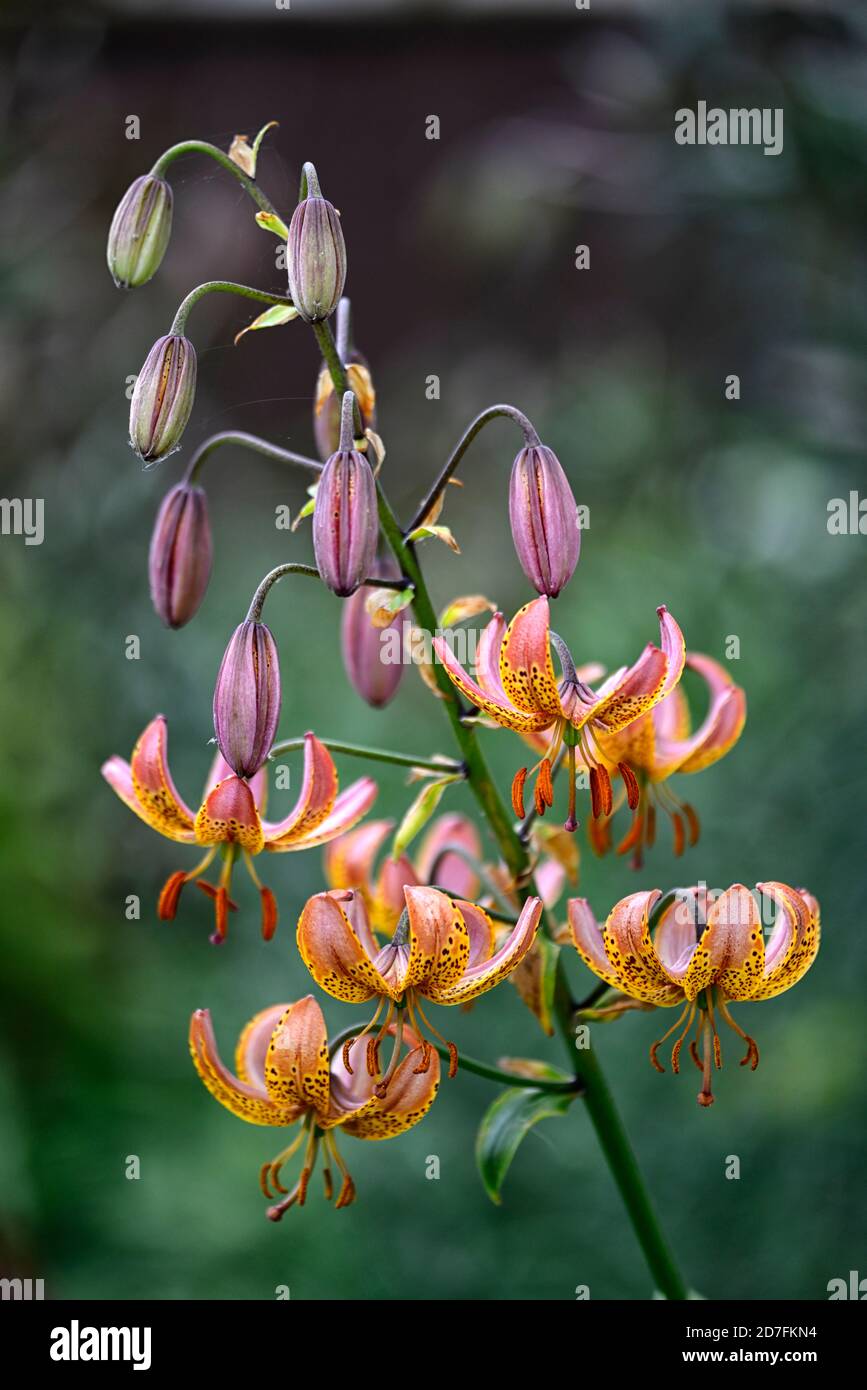 Lilium Martigon Bronze Médaillon, Lily, lilies, jaune orange, fleur, fleurs, vivace, été, ombre, ombragé, turks cap, RM Floral Banque D'Images