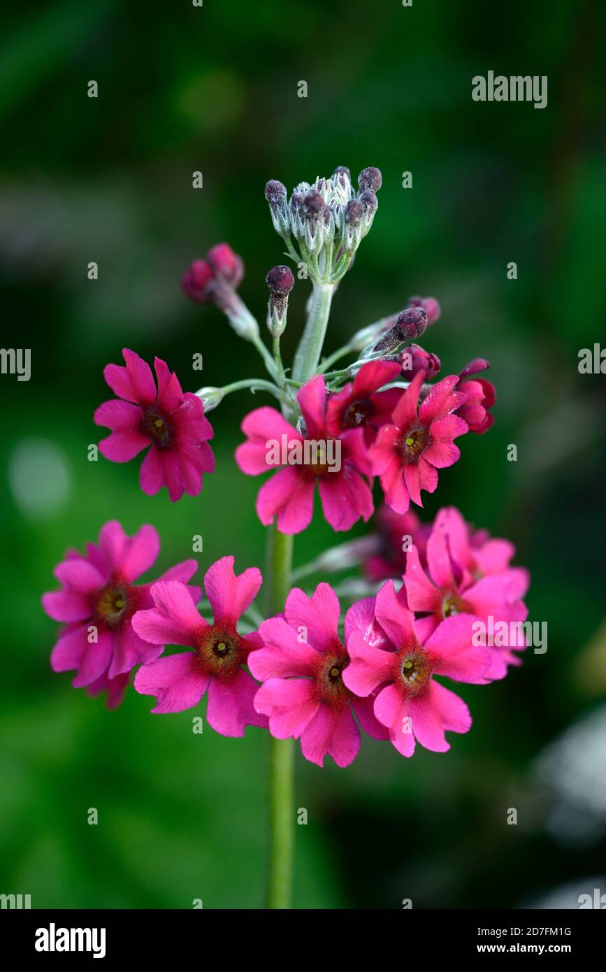primula japonica meuleurs, fleurs violettes, fleurs printanières, fleurs, fleurs, fleurs, fleurs en bois Banque D'Images