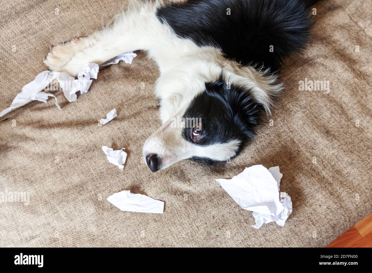 Naughty chien joueur bordure de chien de chiot collie après avoir mal piquant papier toilette couché sur le canapé à la maison. Coupable et détruit la salle de séjour. Abîissez votre chiot et votre maison avec un regard amusant Banque D'Images