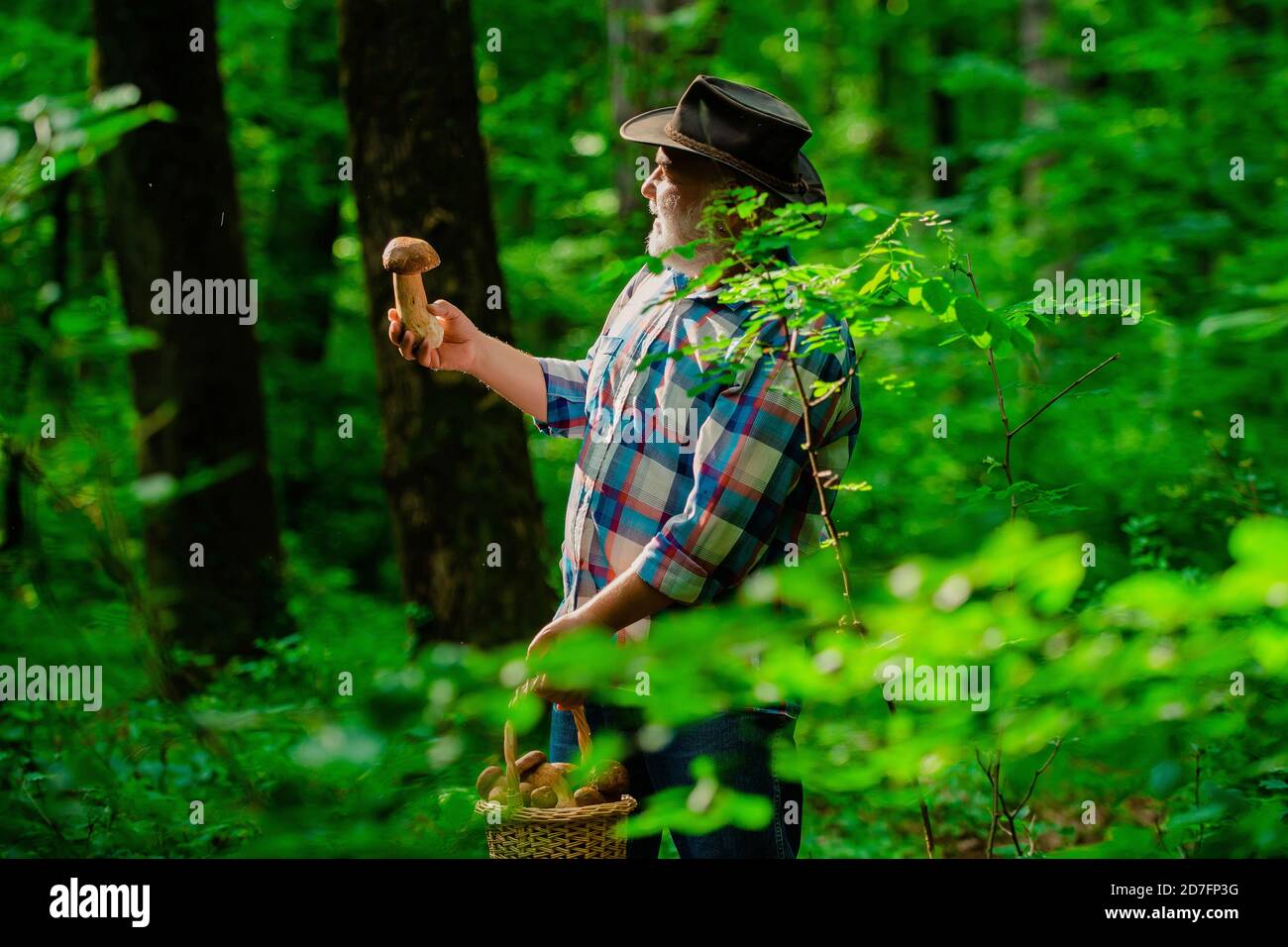 Cueillette de champignons. Grand-père pensionné. Randonnée senior en forêt. Grand-père heureux. Cueillette de champignons sauvages. Banque D'Images