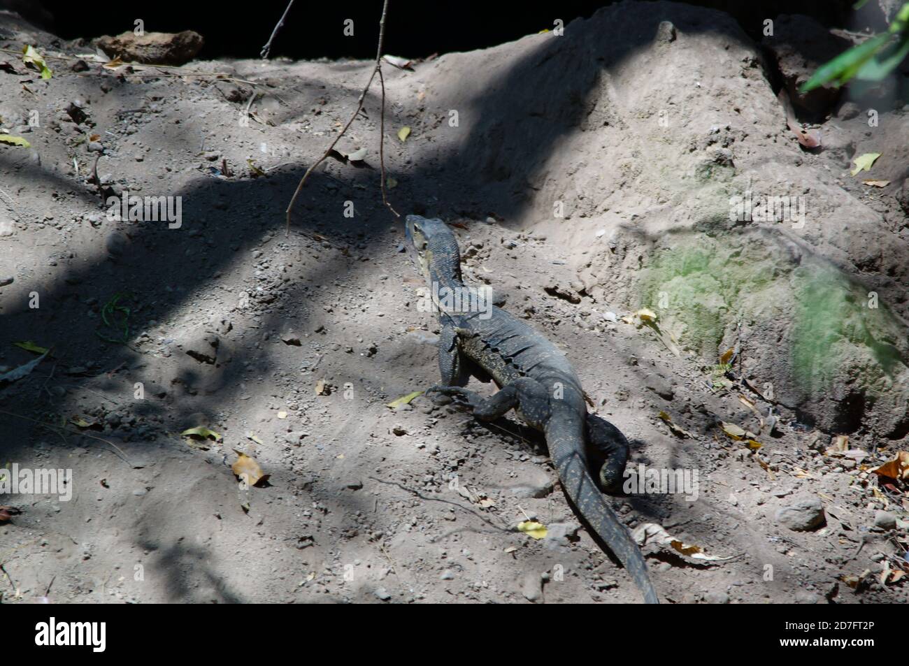 Le moniteur d'eau asiatique (Varanus salvator), également appelé moniteur d'eau commun, est un grand lézard varanide originaire de l'Asie du Sud et du Sud-est. Banque D'Images