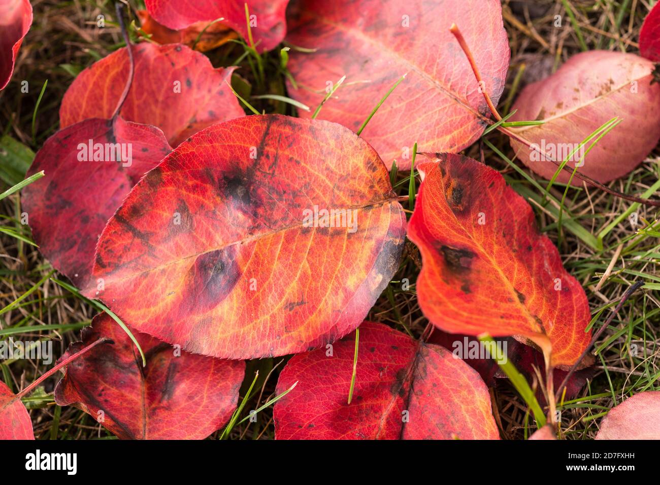 Couleurs d'automne, feuilles d'un poirier-arbre Banque D'Images
