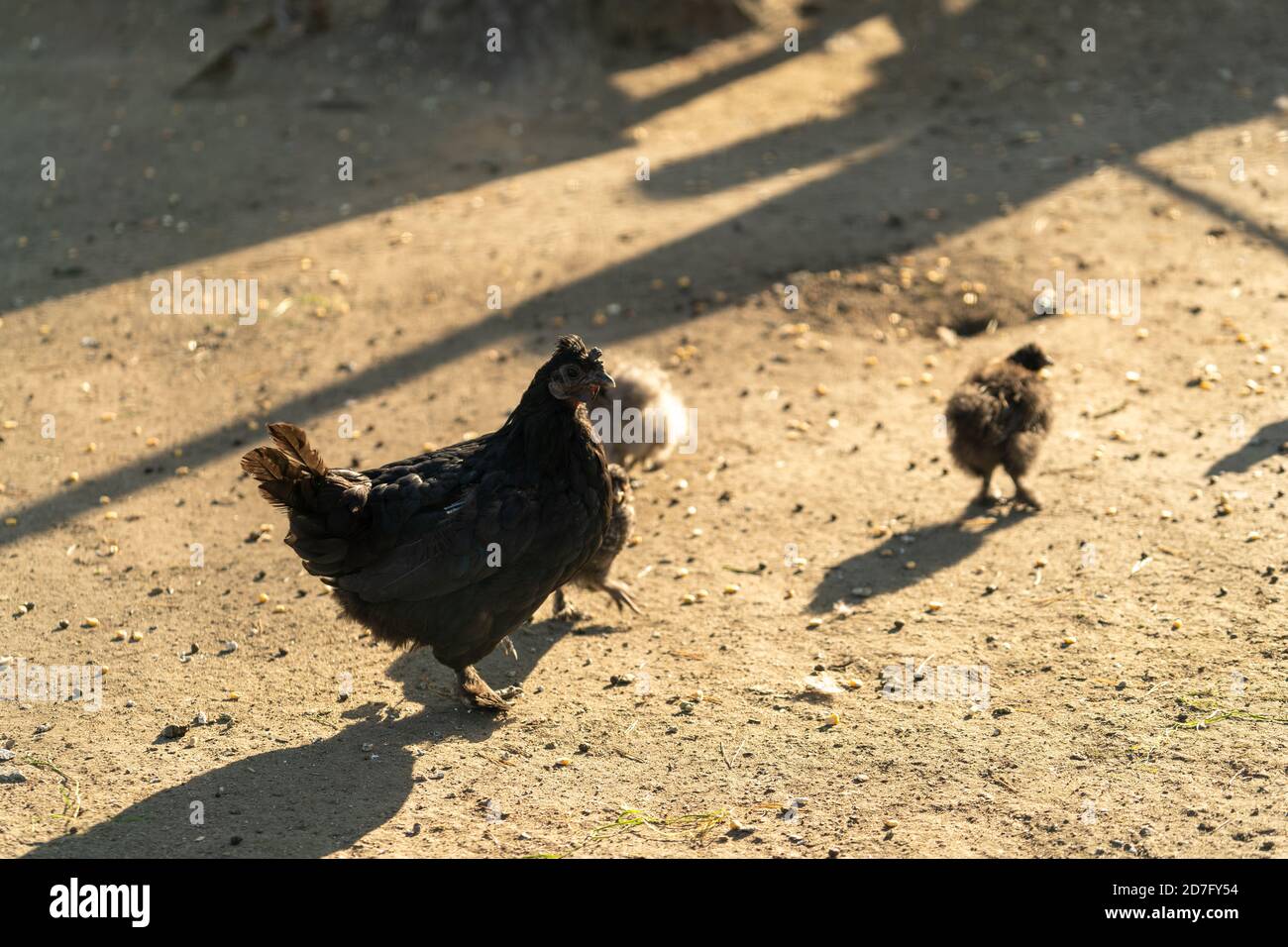 Portrait d'un poulet de race sur le fond d'un coop de poulet. Ferme. Banque D'Images