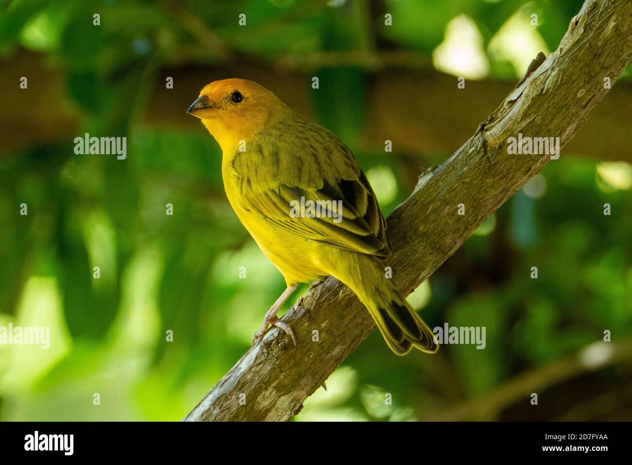 Canari atlantique, un petit oiseau sauvage brésilien. Le canary jaune Crithagra flaviventris est un petit oiseau de passereau de la famille finch Banque D'Images