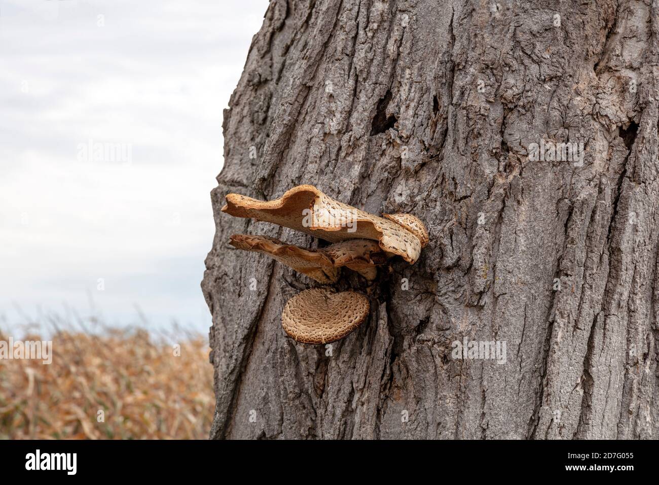 Champignon d'étagère croissant d'arbre, corps de fructification, E USA, par James D Coppinger/Dembinsky photo Assoc Banque D'Images