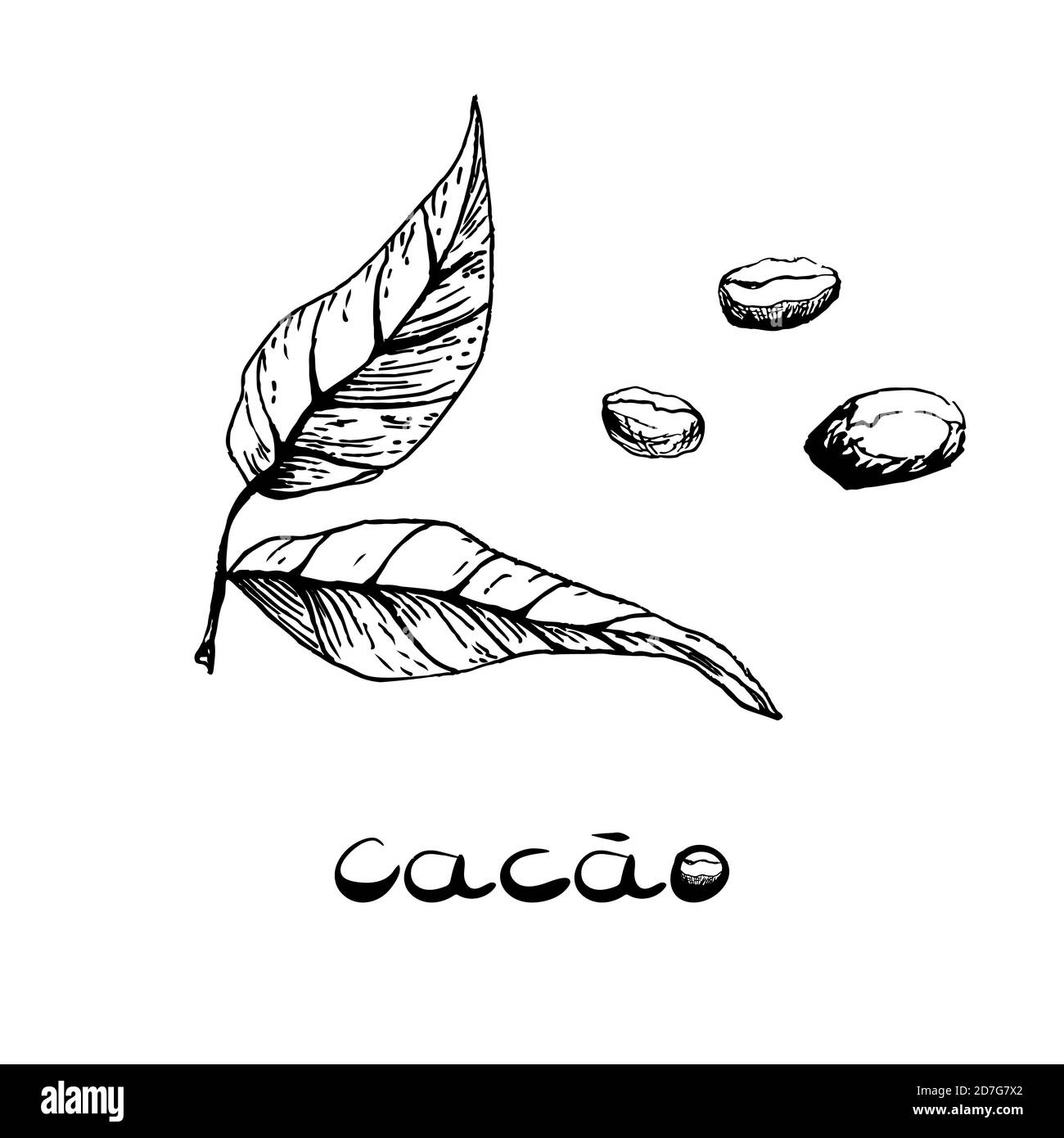 Feuilles et haricots du cacao. Image en noir et blanc dans le style de dessin à la main. Illustration vectorielle, esquisse Illustration de Vecteur