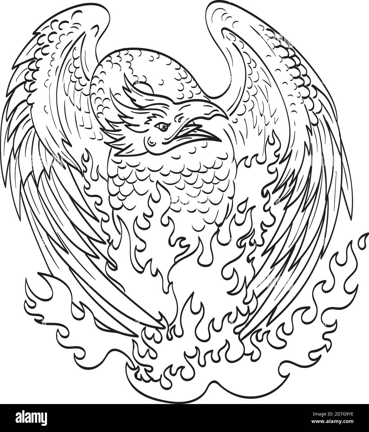 Dessin art de ligne illustration d'un phoenix, un oiseau mythologique qui  régénère cycliquement ou est de nouveau né, sur le feu vu de front fait  Image Vectorielle Stock - Alamy