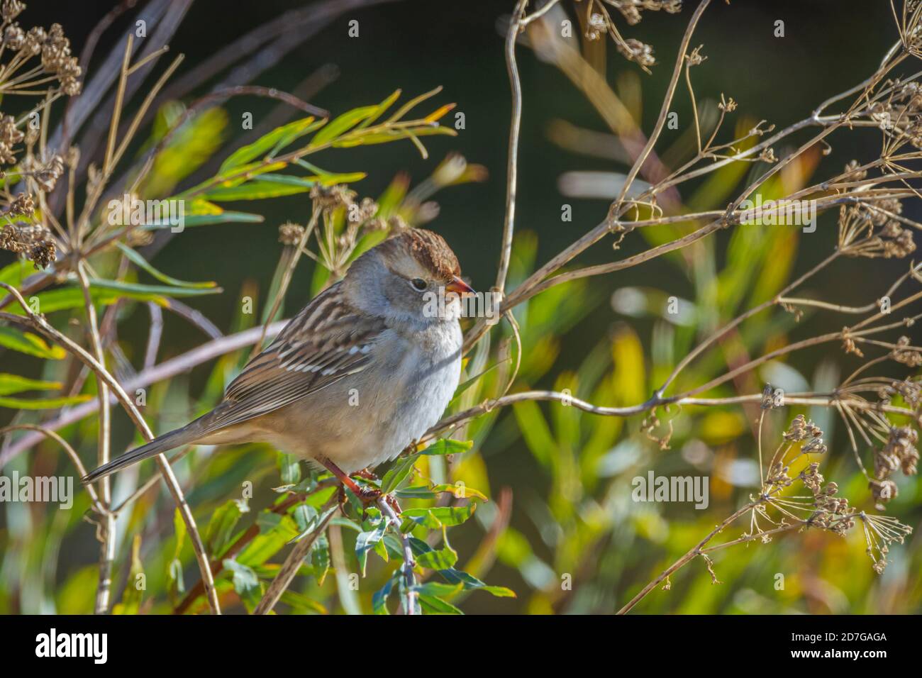 Bruant de champ (Spizella pusilla) dans la région de Sellar Gulch, Castle Rock Colorado USA. Photo prise en octobre. Banque D'Images