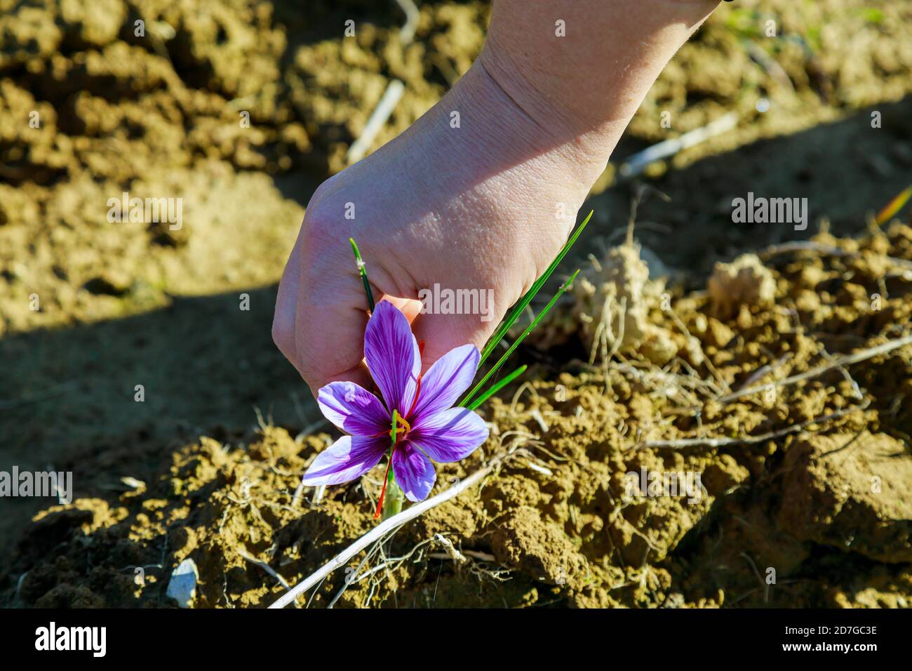 Femme choisit une fleur de safran violette sur le terrain. Banque D'Images