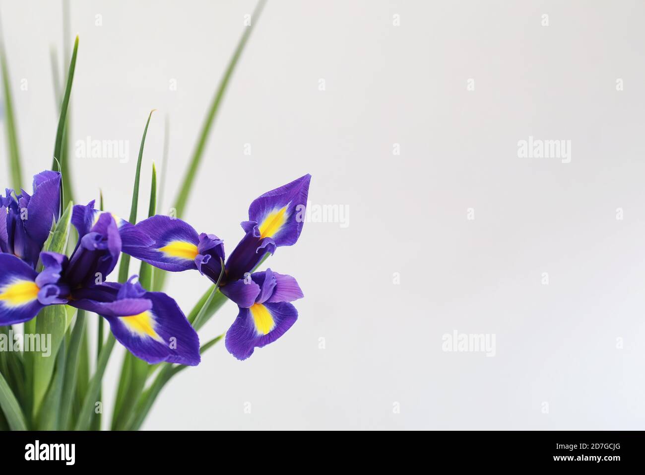 Iris mauve sur un fond blanc avec des papillons Banque D'Images