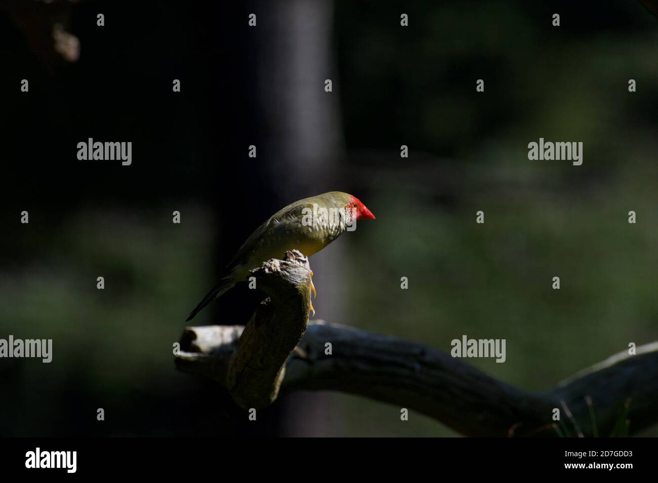 Un Finch étoilé illuminé par un puits de soleil à travers les arbres, dans le Woodland Aviary à Healesville Sanctuary à Victoria, Australie. Banque D'Images