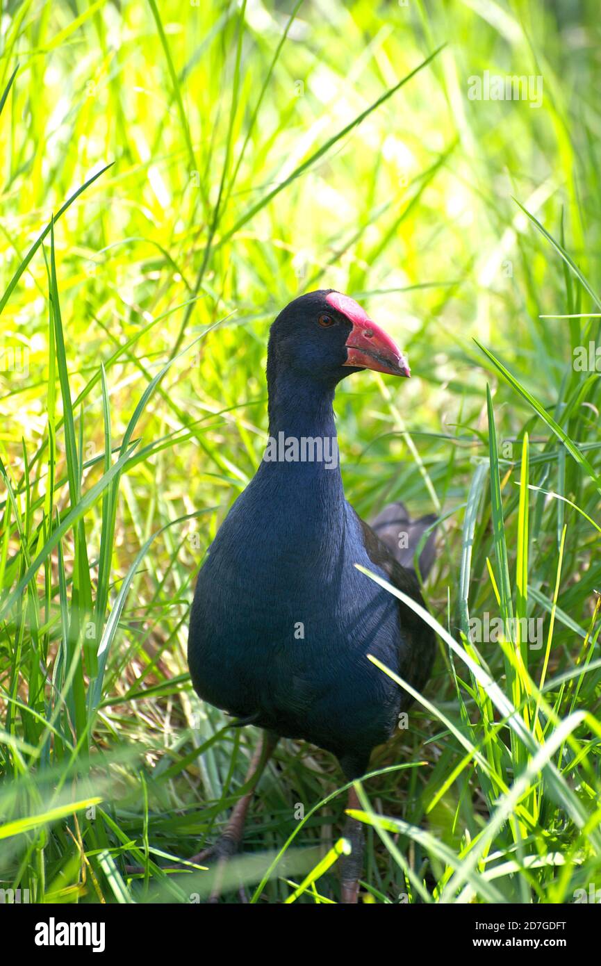 Un Hén de marais violet se cache dans les roseaux et l'herbe longue à côté de Jells Park Lake à Glen Waverley, Victoria, Australie. Banque D'Images