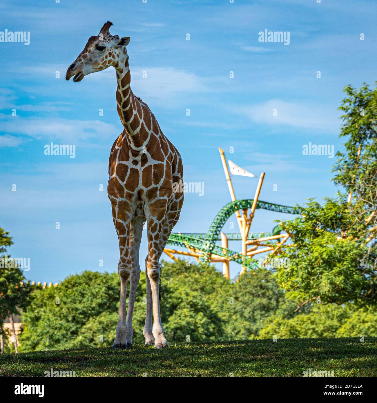 Girafe africaine (Giraffa camelopardalis) avec montagnes russes Cheetah Hunt extrême en arrière-plan à Busch Gardens à Tampa, en Floride. (ÉTATS-UNIS) Banque D'Images